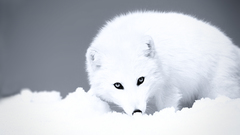 Grayscale arctic fox