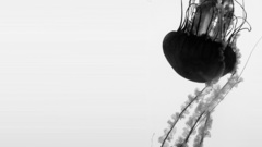 Grayscale jellyfish monochrome