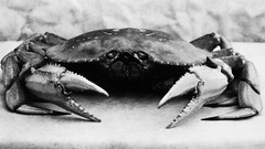 Grayscale lunch monochrome crabs
