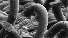 Grayscale microscopic