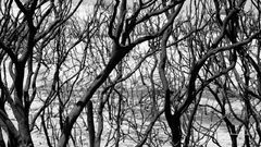 Grayscale monochrome