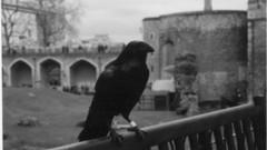 Grayscale monochrome