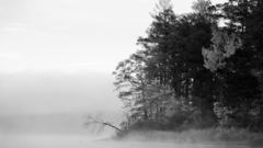 Grayscale monochrome coast Trees