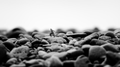 Grayscale monochrome dancing pebbles