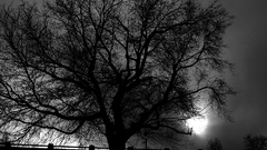 Grayscale monochrome nature black