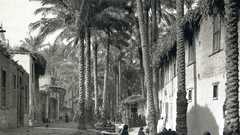 Grayscale monochrome palm trees