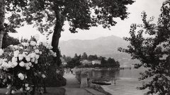 Grayscale nature Trees