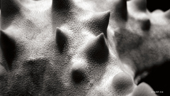 Grayscale starfish macro