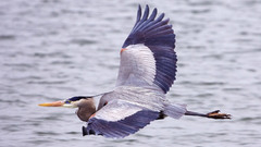 Great blue heron natures