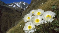 Great Flowers hills flower