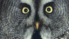 Great grey owl high