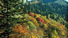 Great smoky Mountains high