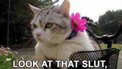 Great The link fucking died nevermind angrycat