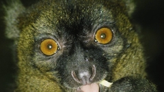 Greater bamboo lemur high