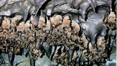 Greater horseshoe bat maternity