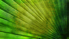Green abstract