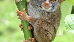 Green Animals branches