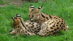 Green Animals grass outdoors