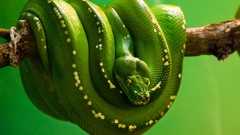 Green Animals snakes
