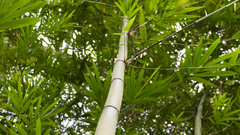 Green bamboo