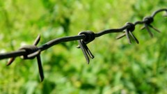 Green barbed wire fences