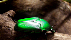 Green beetle insect