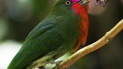 Green Birds Animals insects