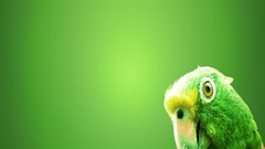 Green Birds head Parrots colors