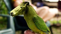 Green Birds Horses funny Photo manipulation