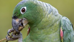 Green Birds Parrots