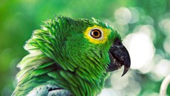 Green Birds Parrots