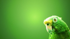 Green Birds Parrots green background