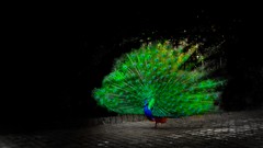 Green Birds roads Peacocks