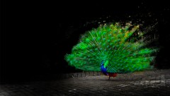 Green Birds roads Peacocks