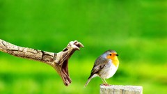 Green Birds snakes Jaws Prey green background Reptiles robins