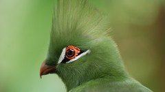 Green Birds Turaco
