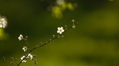 Green blossom depth of field