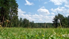 Green blue clouds Trees