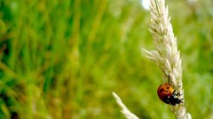 Green bokeh lady bugs