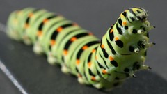 Green Bug caterpillars