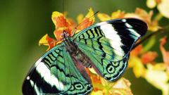 Green butterfly insect