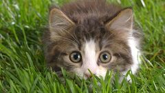 Green cats Animals grass