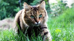 Green cats Animals grass