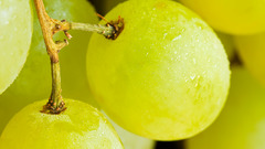 Green close-up fruits grapes
