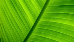 Green close-up leaves