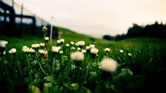 Green close-up nature Flowers