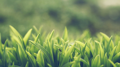 Green close-up nature grass