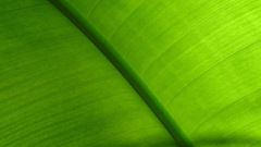 Green close-up nature leaves