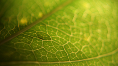 Green close-up nature leaves
