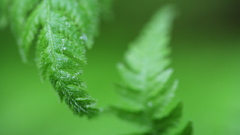 Green close-up nature leaves